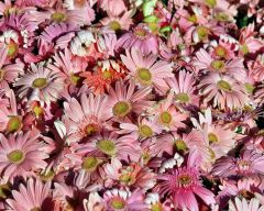 Tapeta Nature Flowers 501.jpg